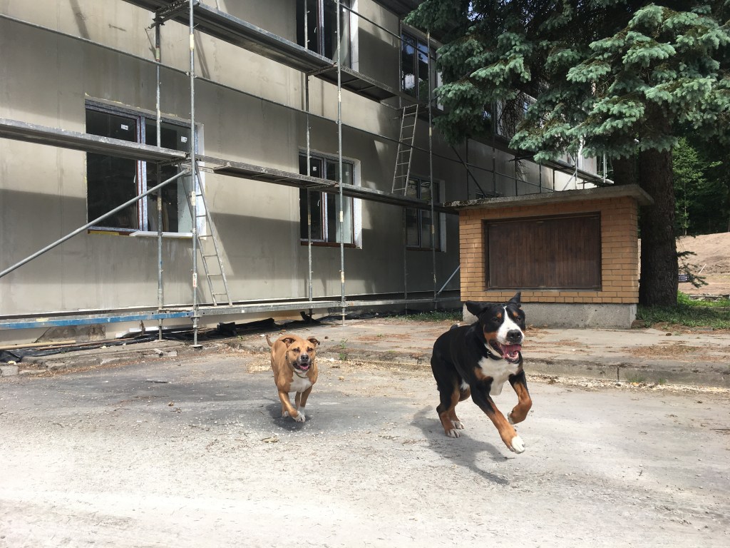 Kaip atsirado TAILS? Istorija apie šunų viešbutį, gimusį iš didžiausios baimės